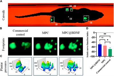 BDNF-loaded chitosan-based mimetic mussel polymer conduits for repair of peripheral nerve injury